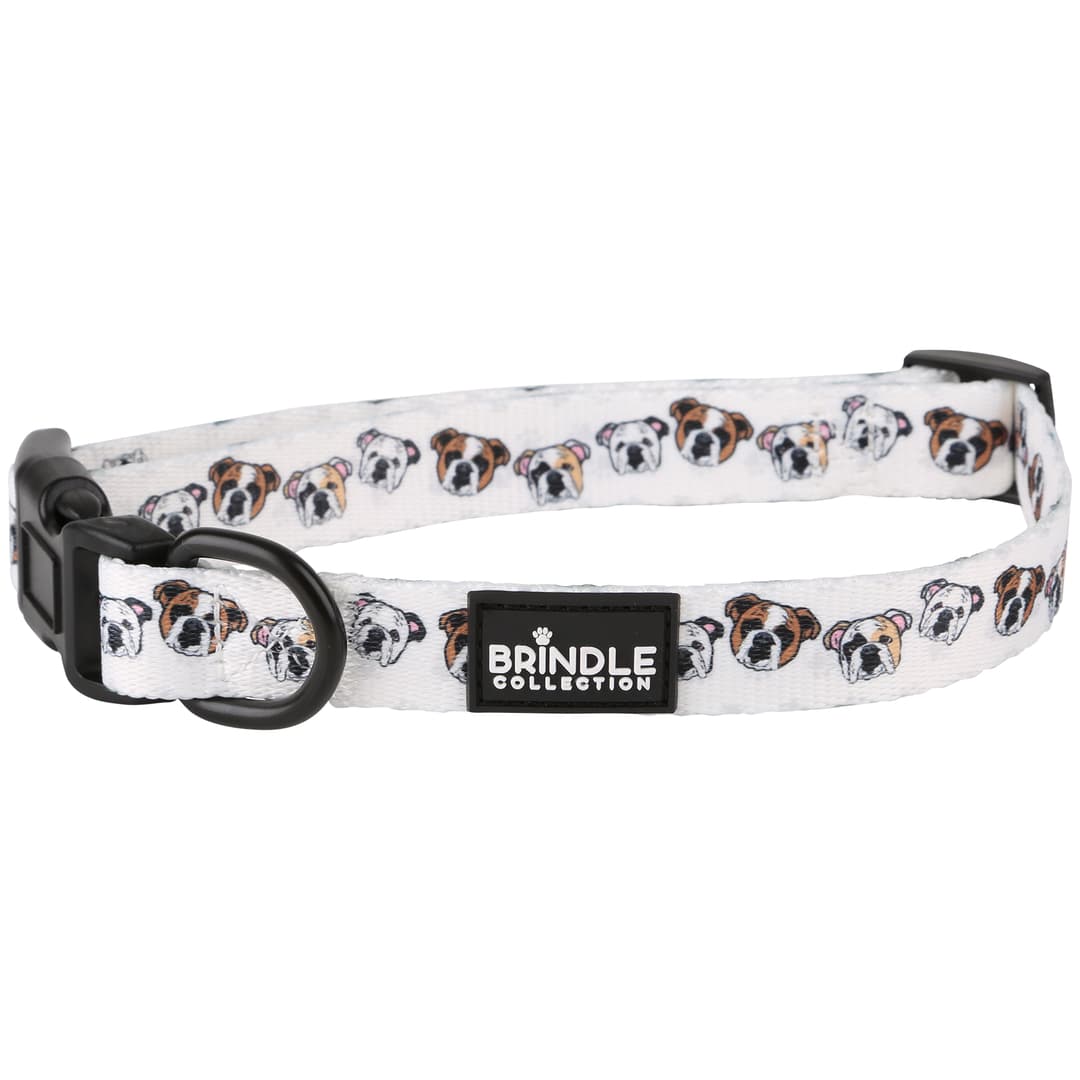 Dog Collar: Medium
